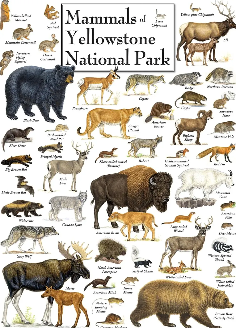 Mammals of Yellowstone National Park 1000 Piece Linen Jigsaw Puzzle